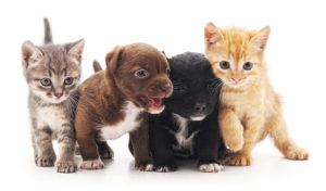 Read more about the article Spaying or Neutering Your Pet