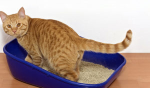 Read more about the article Urinary Blockage in Cats: A Real Emergency