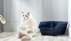 Read more about the article Urinary Blockage in Cats