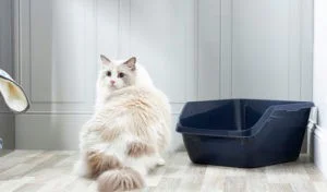 Read more about the article Urinary Blockage in Cats