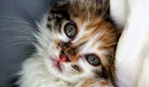 Read more about the article What Is Feline Leukemia Virus?