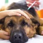 Addison’s Disease In Dogs