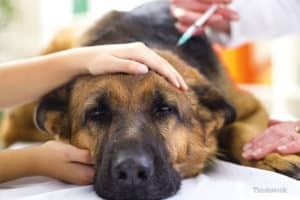Read more about the article Addison’s Disease In Dogs