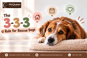 Rule 333 For Rescue Dogs
