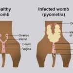 Pyometra