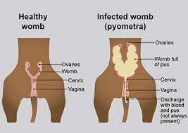 Read more about the article Pyometra