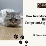 How to Reduce Your Vet Bills Without Compromising Your Pet’s Health