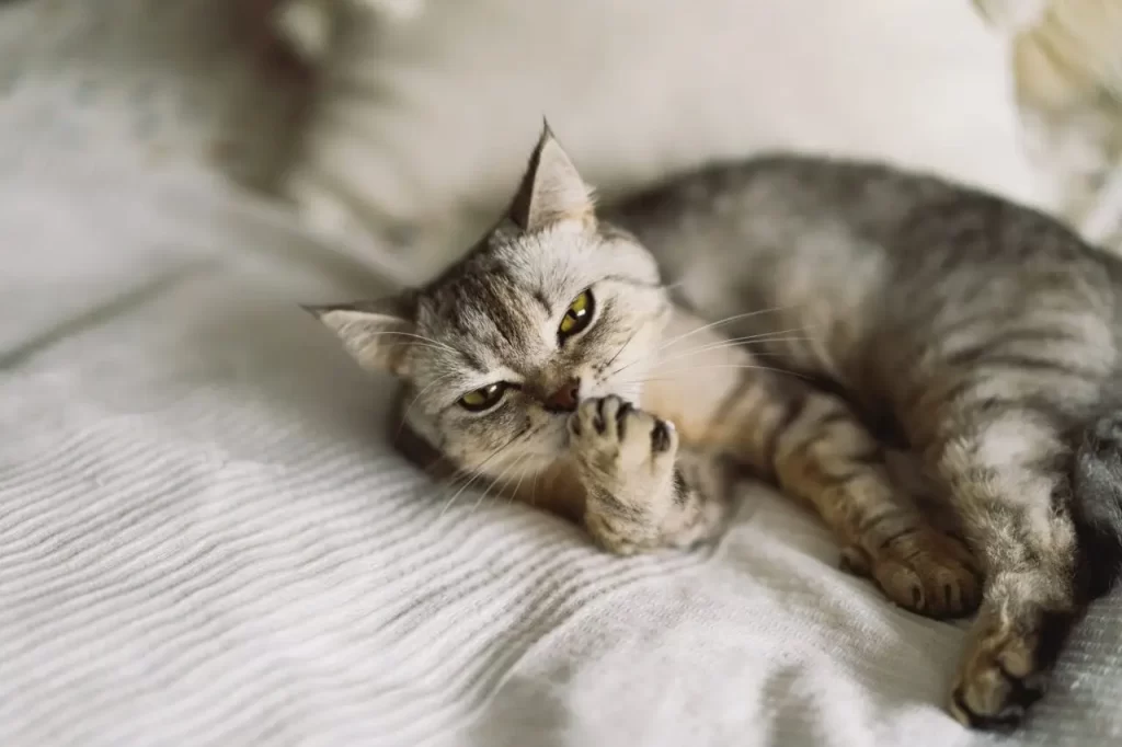 veterinary clinic Brampton