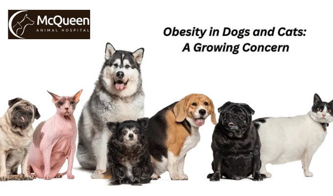 Obesity in Dogs and Cats