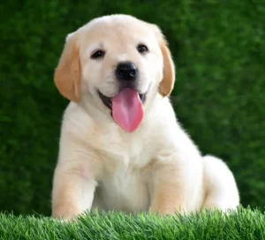 Read more about the article Puppy Training Tips Every New Dog Owner Should Know