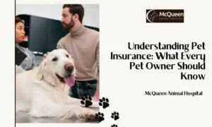Read more about the article Understanding Pet Insurance: What Every Pet Owner Should Know