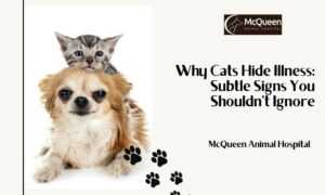 Read more about the article Why Cats Hide Illness: Subtle Signs You Shouldn’t Ignore