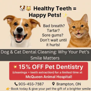 Read more about the article Dog And Cat Dental Cleaning: Why Your Pet’s Smile Matters