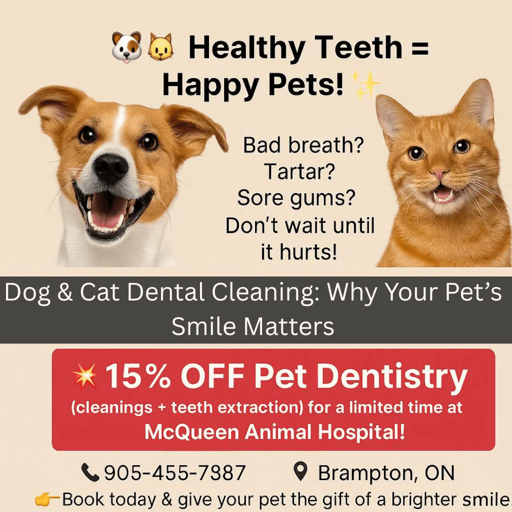 Dog & Cat Dental Cleaning