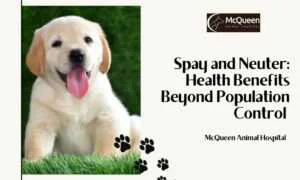 Read more about the article Spay and Neuter: Health Benefits Beyond Population Control