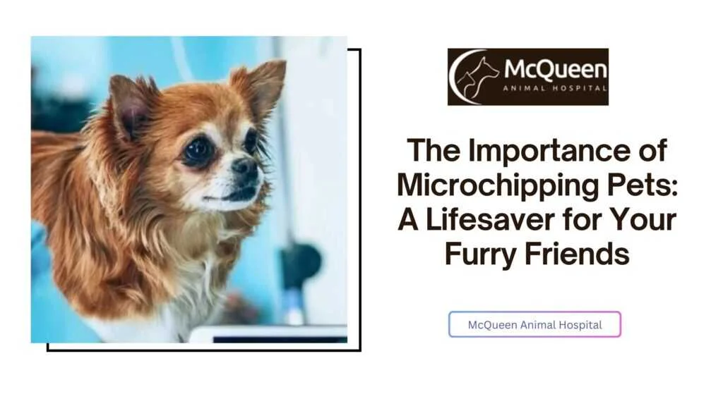 The Importance of Microchipping Pets
