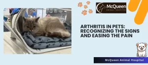 Read more about the article Arthritis in Pets: Recognizing the Signs and Easing the Pain