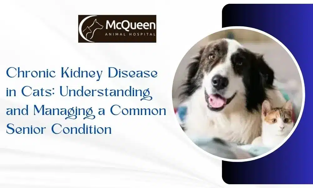 Chronic Kidney Disease in Cats
