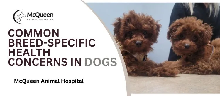 Common Breed-Specific Health Concerns in Dogs & Cats