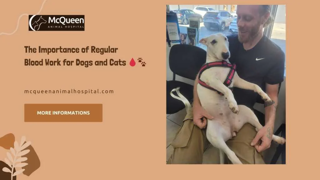 Regular Blood Work for Dogs and Cats