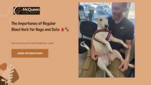 Read more about the article The Importance of Regular Blood Work for Dogs and Cats