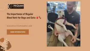 Read more about the article The Importance of Regular Blood Work for Dogs and Cats