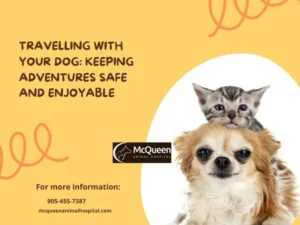Read more about the article Travelling with Your Dog: Keeping Adventures Safe and Enjoyable