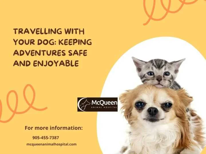 Travelling with Your Dog: Keeping Adventures Safe and Enjoyable