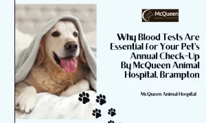 Read more about the article Why Blood Tests Are Essential for Your Pet’s Annual Check-Up By McQueen Animal Hospital, Brampton