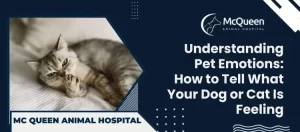 Read more about the article Understanding Pet Emotions: How to Tell What Your Dog or Cat Is Feeling