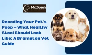 Read more about the article Decoding Your Pet’s Poop — What Healthy Stool Should Look Like: A Brampton Vet Guide