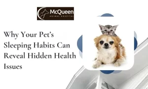 Read more about the article Why Your Pet’s Sleeping Habits Can Reveal Hidden Health Issues