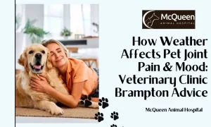 Read more about the article How Weather Affects Pet Joint Pain & Mood: Veterinary Clinic Brampton Advice