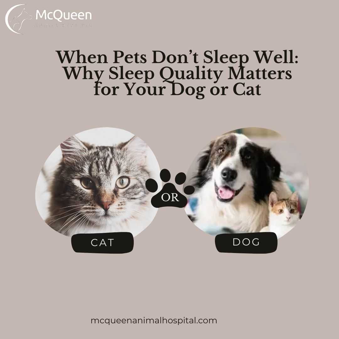 Read more about the article When Pets Don’t Sleep Well: Why Sleep Quality Matters for Your Dog or Cat