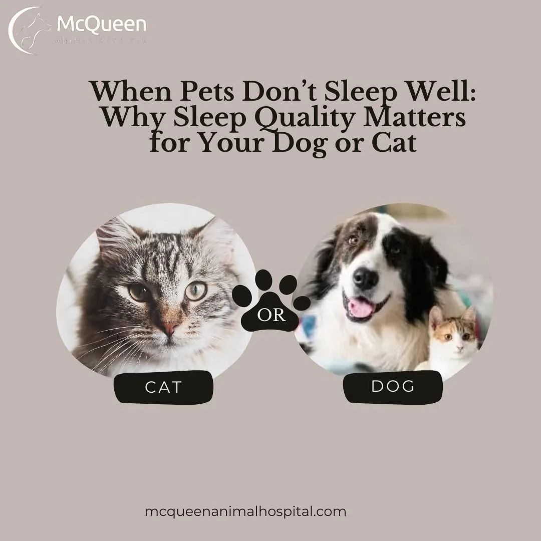 Read more about the article When Pets Don’t Sleep Well: Why Sleep Quality Matters for Your Dog or Cat