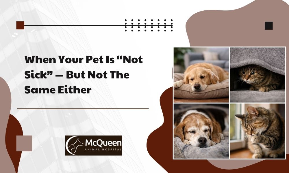 Read more about the article When Your Pet Is “Not Sick”-But Not The Same Either