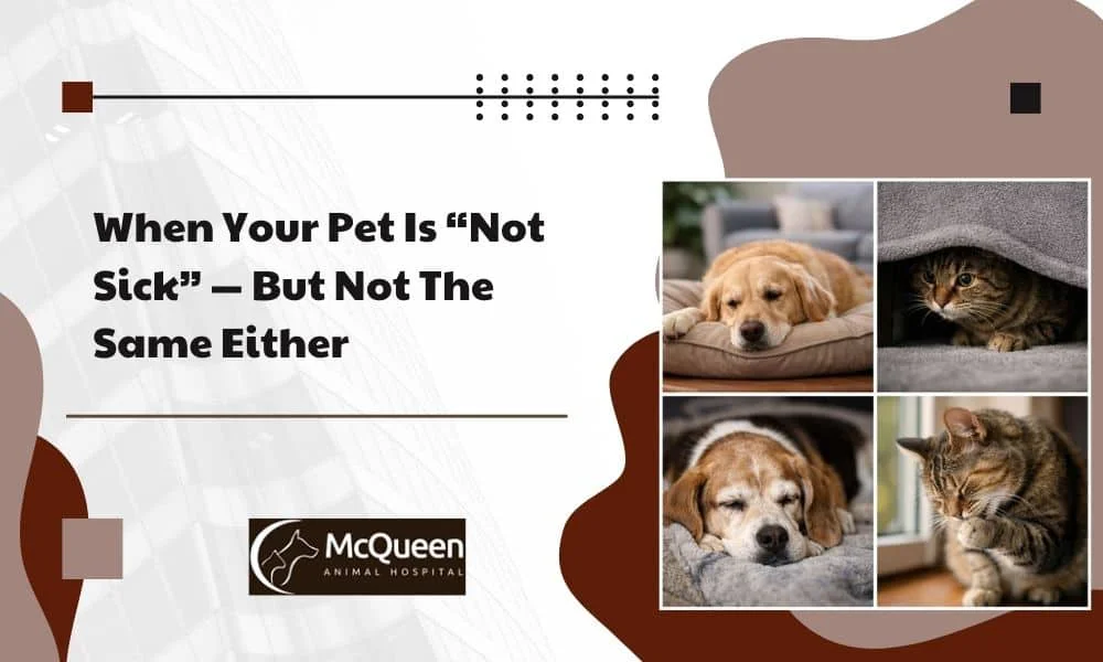 Read more about the article When Your Pet Is “Not Sick”-But Not The Same Either