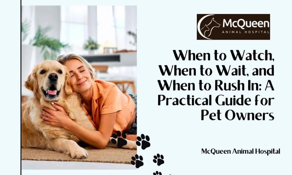 Read more about the article When to Watch, When to Wait, and When to Rush In: A Practical Guide for Pet Owners