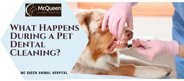 Pet Dental Cleaning
