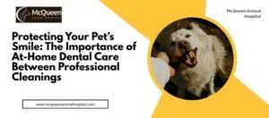 pet dental care Brampton