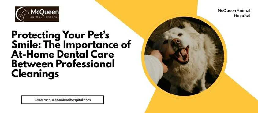 pet dental care Brampton
