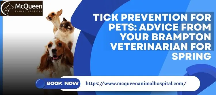 Brampton Veterinarian