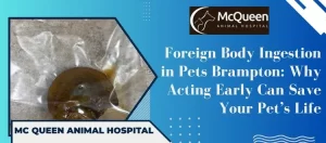 Read more about the article Foreign Body Ingestion in Pets Brampton:  Why Acting Early Can Save your Pet’s Life