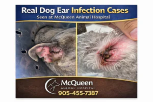 Read more about the article Recurrent Ear Infections in Dogs: McQueen Animal Hospital