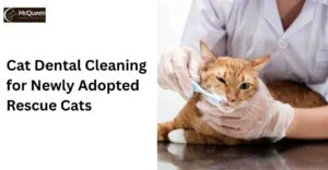 Cat dental cleaning