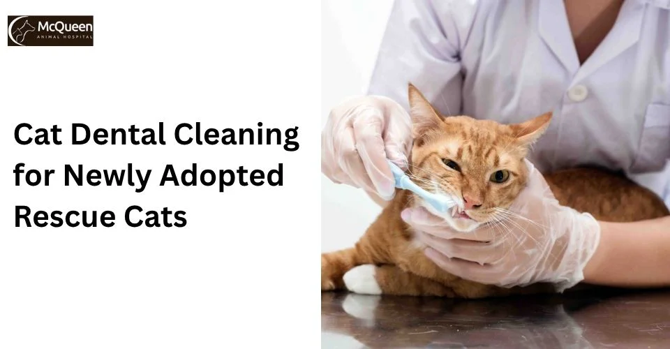 Cat dental cleaning