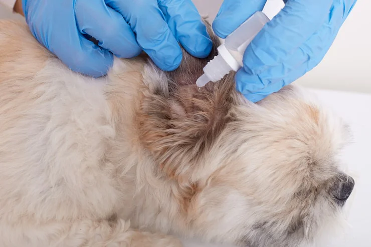 Lyme Disease in Dogs: Prevention, Testing & Vaccination