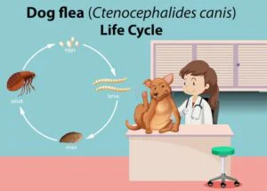 Flea, Tick & Heartworm Prevention in Dogs | Brampton Veterinary Guide