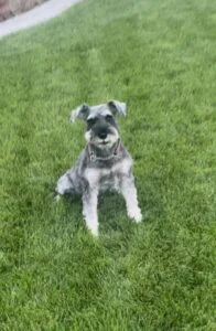 Lyme Disease in Dogs: Prevention, Testing & Vaccination