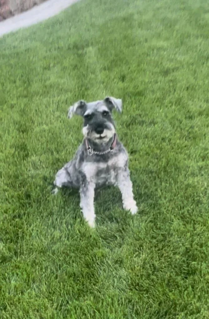 Lyme Disease in Dogs: Prevention, Testing & Vaccination